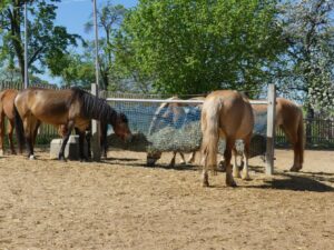 Pferde-Fütterung mit Heunetzen auf befestigtem Boden mit Paddockplatten