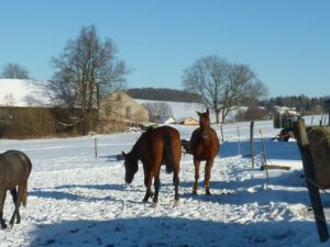 Auslauf im Winter für Pferde