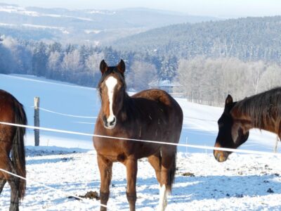 Pferde-Husten im Winter