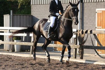 Dressage riding on riding arena with paddock grids