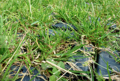 Grass growth on ground grid