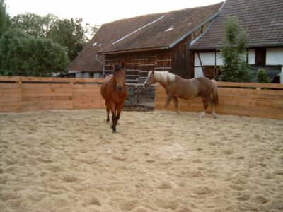 Horse lunging in riding arena with paddock grids