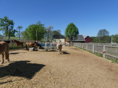 Horses on paddock with ground reinforcement from novus:HM