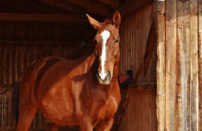 Verletzungsgefahr – Ist ihr Pferdestall sicher?