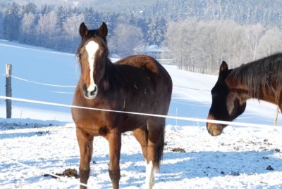 Dehydrierung: So trinkt ihr Pferd auch im Winter genug