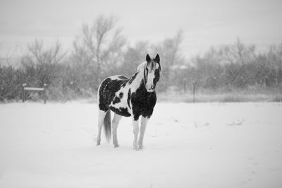 Wann frieren Pferde? Kälteschutz im Winter