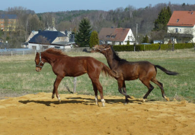 Gesunder Gelenkapparat bei Pferden: So sorgen Sie für starke Sehnen, Bänder & Gelenke