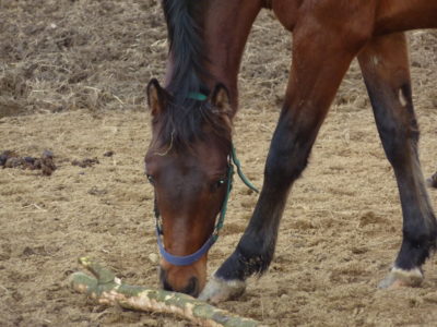 Der Pferdehuf: Funktion, Aufbau und was in Pferdehaltung und -sport zu beachten ist