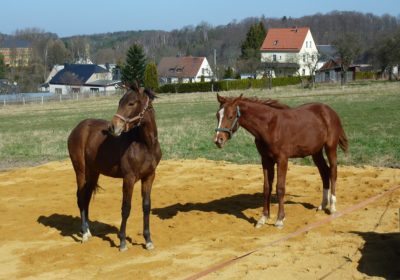 Pferdepensionshaltung – Einstellmöglichkeiten, Leistungen und Kosten