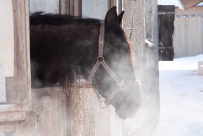 Die Kraft der Atmung – So stärken Sie die Lunge Ihrer Pferde