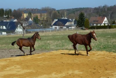 Aktiv und gesund – Wie viel Bewegung braucht ein Pferd?